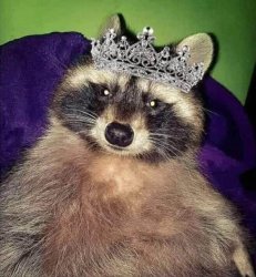 Princess raccoon Meme Template