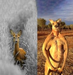 Kangaroo Meme Template