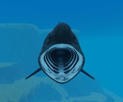 basking shark Meme Template