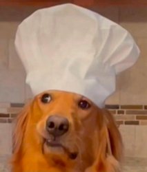 Dog chef Meme Template