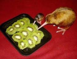 kiwi eats kiwi Meme Template