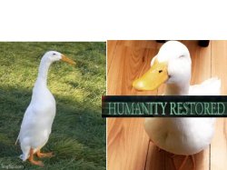 Ducks humanity restored Meme Template