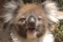 High Koala Meme Template