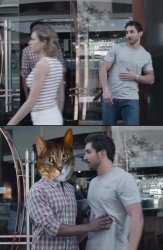 Cat stop Meme Template