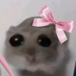 Cute hamster meme with a bow Meme Template