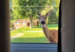 Doe in window Meme Template