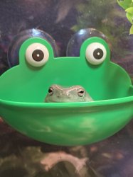 Frog in frog bowl Meme Template