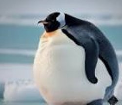 Fat penguin Meme Template