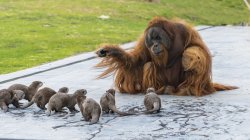 Wise Orangutan Teaching Otters Meme Template