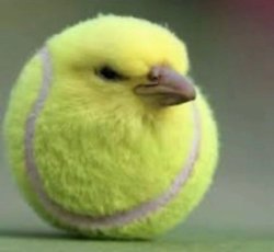 Ball Meme Template