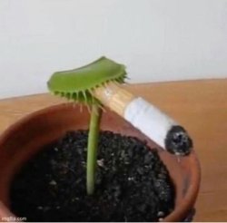 venus fly trap smoking Meme Template