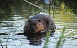 Bad Theology Beaver Meme Template