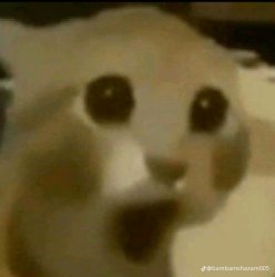 No way Cat Meme Template