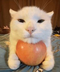 Apple Cat Meme Template