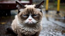 Grumpy cat rain portrait Meme Template