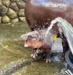 Scared Baby Hippo Meme Template