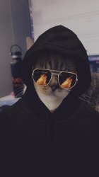 Hacker Cat Meme Template