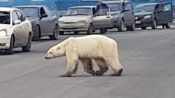 Polar bear walking on streets Meme Template