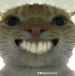 Another Day Another Banger Smiling Cat Meme Template