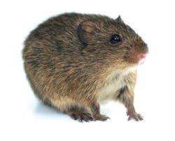 cotton rat (sigmodon hispidus) Meme Template