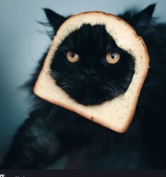 Bread Cat Meme Template