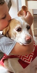 Worried dog Meme Template