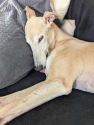 Derpy Sleep Greyhound Meme Template