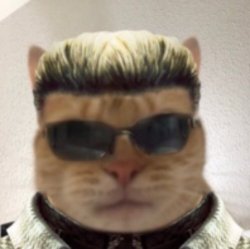 Wesker Cat Meme Template