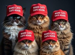 Make cats safe again Meme Template