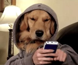 Dog on phone Meme Template