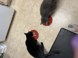 Cats eating Meme Template