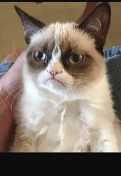 Grumpy Cat Meme Template