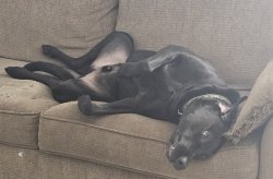 Funny dog Meme Template