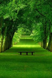 a lone bench in a vast of trees. Meme Template