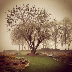 Tree in the fog Meme Template