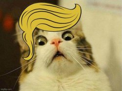 Scaredy Cat Trump Meme Template