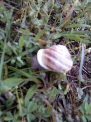 herald the snail Meme Template