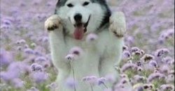 husky in field Meme Template