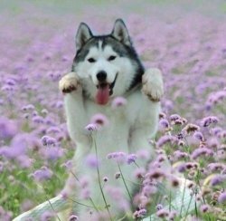 husky in field Meme Template