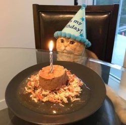 Birthday Cat Meme Template