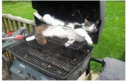 BBQ cat Meme Template