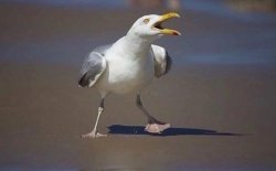 seagull Meme Template