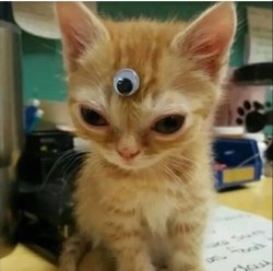 third eye cat Meme Template