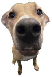 Derpy Dog Meme Template