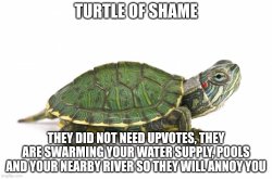 Turtle of shame Meme Template