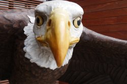 eagle bro Meme Template