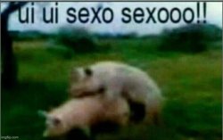 sexo sexooo Meme Template