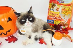 Grumpy cat halloween food Meme Template