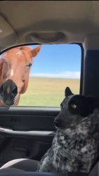 Dog Uncomfortable With Horse Meme Template