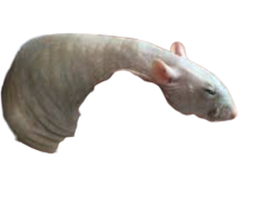 Renis (transparent) Meme Template